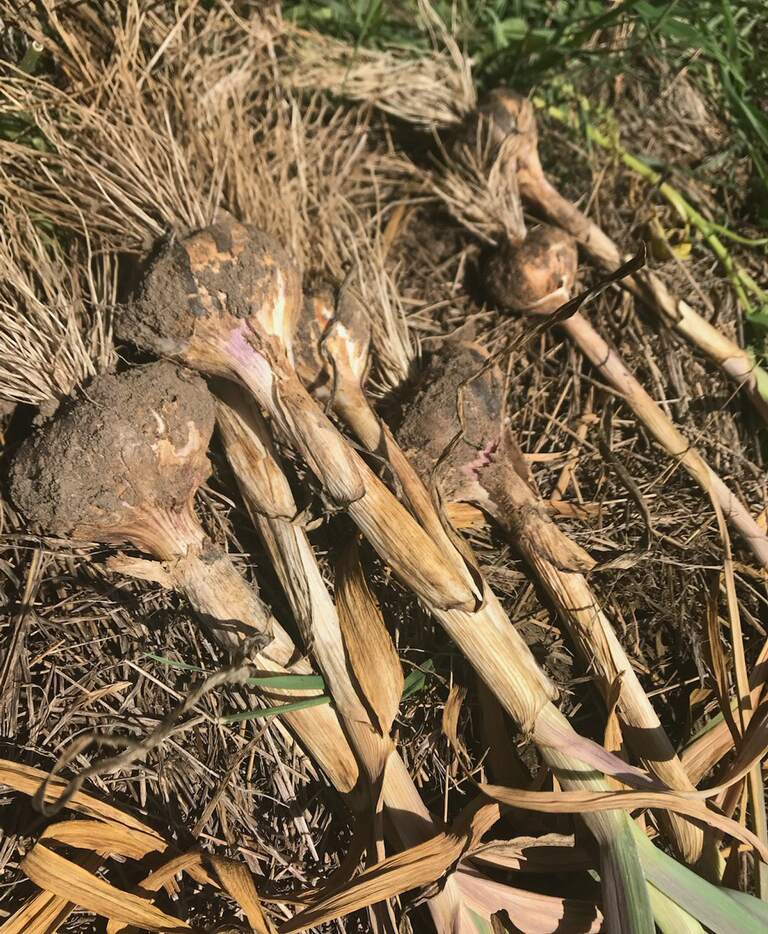 Garlic harvest